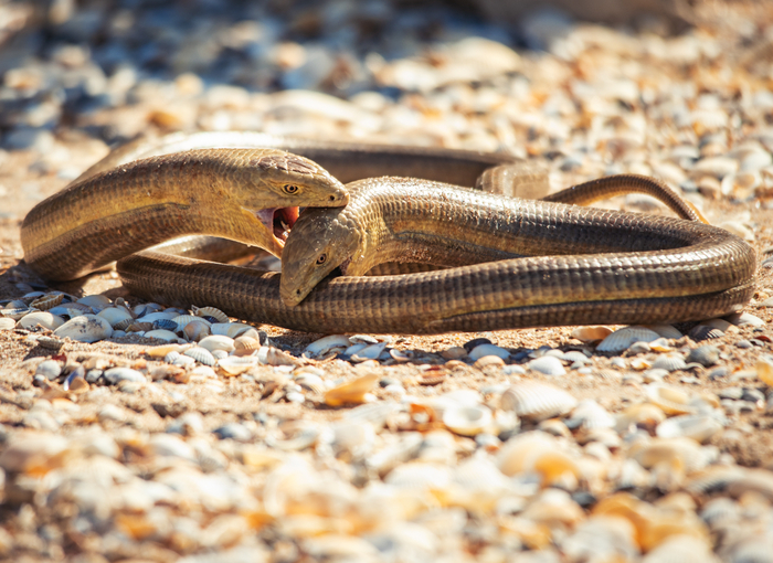 — Серега, давай, отрывай свой хвост, пока нас лопатой не зарубили! — Я пытаюсь, Андрюх, пытаюсь!