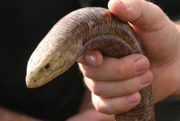 Ещё одна важная черта, отличающая ящерицу от змей, — полоса, которая идет по боку. Из-за неё желтопузик напоминает гигантскую пиявку!