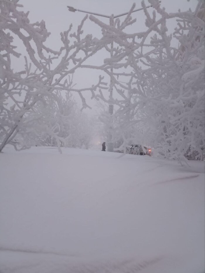 Фонарный столб на заднем фоне тоже "пушистый"