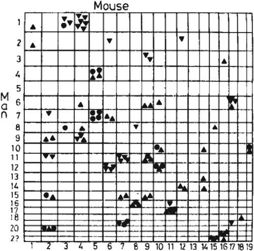 "Оксфордская решётка": длина и высота каждой ячейки пропорциональны длине соответствующей хромосомы. Значками внутри ячеек обозначены гомологичные гены -- можно сопоставить хромосомы двух организмов и отследить хромосомные перестройки