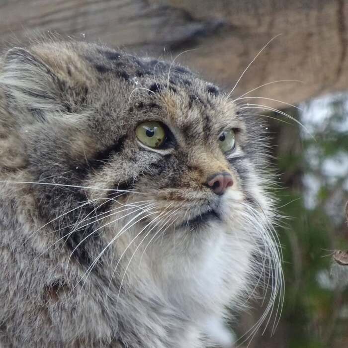 Зоопарк Насу. Автор фото <a href="https://pikabu.ru/story/pamyati_lyovushki_post_12527944?u=https%3A%2F%2Fwww.instagram.com%2Fp%2FDHk7_0DxD7r%2F%3Figsh%3Db25jaDFocXd5c2R4&t=tsumanul%20inst&h=cde5a4bbf669b2599741caa6f340800690bc5ee5" title="https://www.instagram.com/p/DHk7_0DxD7r/?igsh=b25jaDFocXd5c2R4" target="_blank" rel="nofollow noopener">tsumanul inst</a>