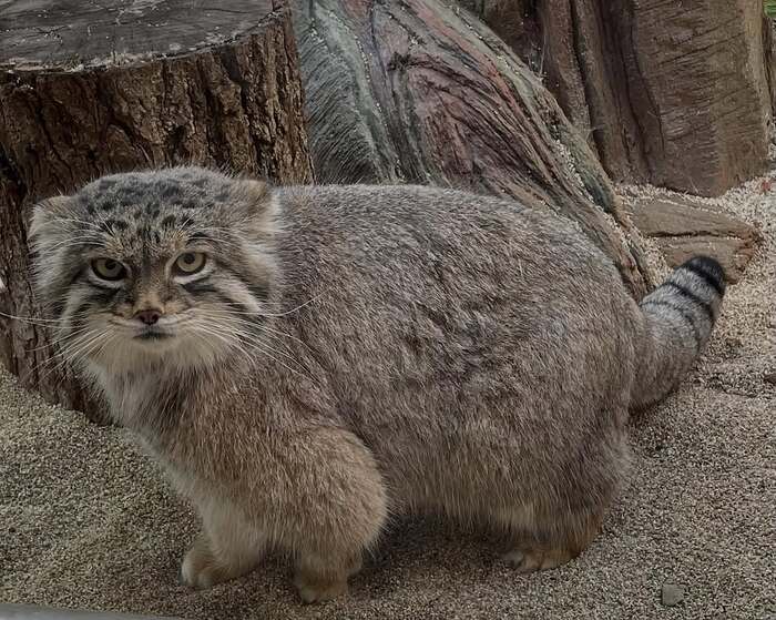 Зоопарк Насу. Автор фото <a href="https://pikabu.ru/story/pamyati_lyovushki_post_12527944?u=https%3A%2F%2Fwww.instagram.com%2Fp%2FDHk7jydyoMR%2F%3Figsh%3DdTdjY2NpOWk5bnY%3D&t=zhudaigongze%20inst&h=e0f929c967780d8d89ec06c71aa84bc139e9c47a" title="https://www.instagram.com/p/DHk7jydyoMR/?igsh=dTdjY2NpOWk5bnY=" target="_blank" rel="nofollow noopener">zhudaigongze inst</a>