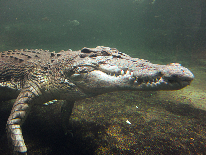 ,     .     ,     . ,     50-70 .     .