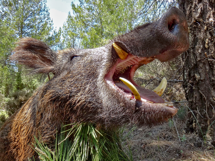 Средняя длина клыков у «секача» — 10-12 см.