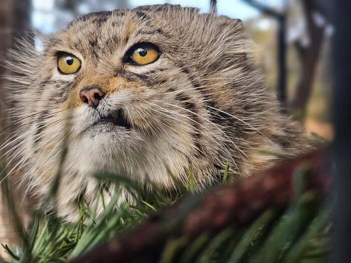 Автор фото <a href="https://pikabu.ru/story/pozdravlyaem_12534610?u=https%3A%2F%2Fwww.instagram.com%2Fp%2FDCwv6fMP_SO%2F%3Figsh%3DMW9rcDM2YjVpNG1jZg%3D%3D&t=pscathaven%20inst&h=552bf698c759b574df9edad11ad678843b361caa" title="https://www.instagram.com/p/DCwv6fMP_SO/?igsh=MW9rcDM2YjVpNG1jZg==" target="_blank" rel="nofollow noopener">pscathaven inst</a>