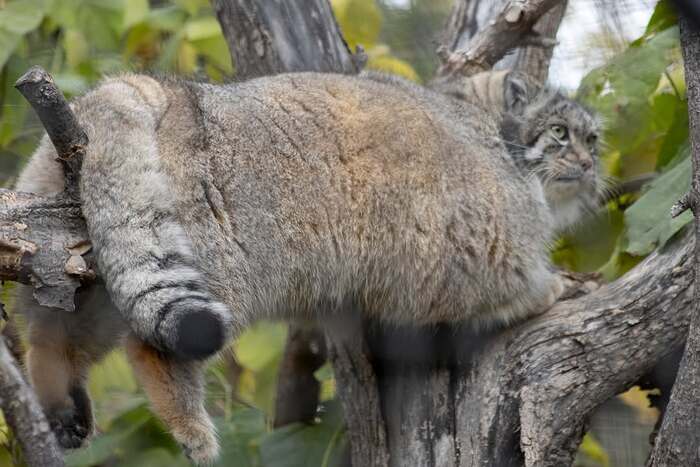 Фото взято из аккаунта зоопарка <a href="https://pikabu.ru/story/pozdravlyaem_12534610?u=https%3A%2F%2Fwww.instagram.com%2Fp%2FDDhkPQcPPS-%2F%3Fimg_index%3D1%26igsh%3DMWJtcjlrNTB5Ym1nNg%3D%3D&t=%28leerichardsonzoo%29%20inst&h=d5d921019d8d4167d345167c602b9e0dd86a1c9f" title="https://www.instagram.com/p/DDhkPQcPPS-/?img_index=1&igsh=MWJtcjlrNTB5Ym1nNg==" target="_blank" rel="nofollow noopener">(leerichardsonzoo) inst</a>. Фотограф Houston G. Conservation Awareness Coordinator