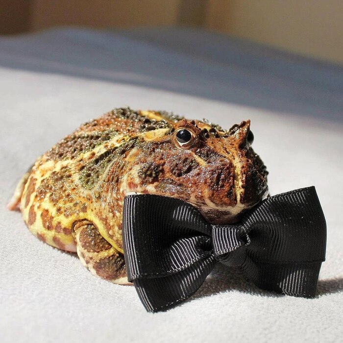   , It Is Wednesday My Dudes, , ,   