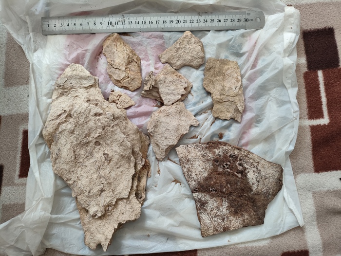 Кора дерева окаменевшая