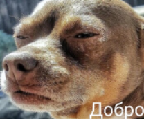 ���������� ����������