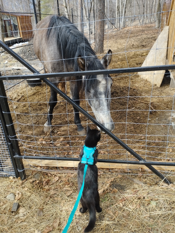 "- Извините… - беззвучно спросил кто-то. - Кто вы и как сюда попали?"