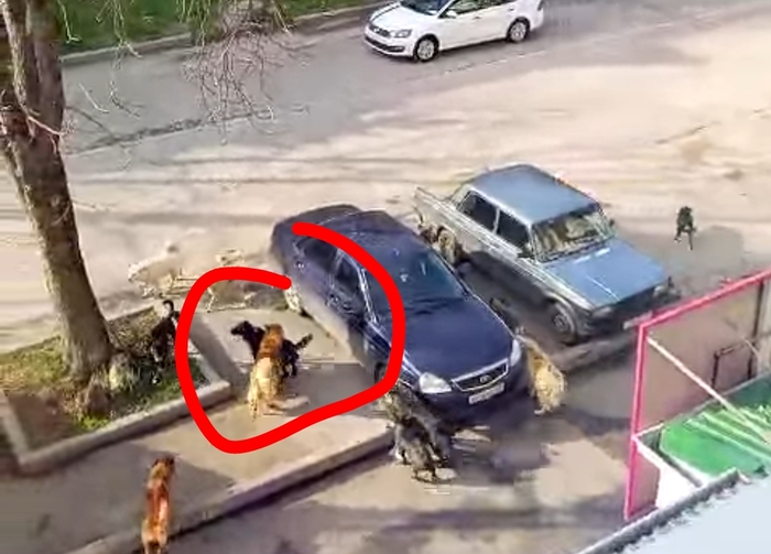 Ответ на пост «Что становится со страной?»