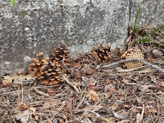 Шишки на обочине