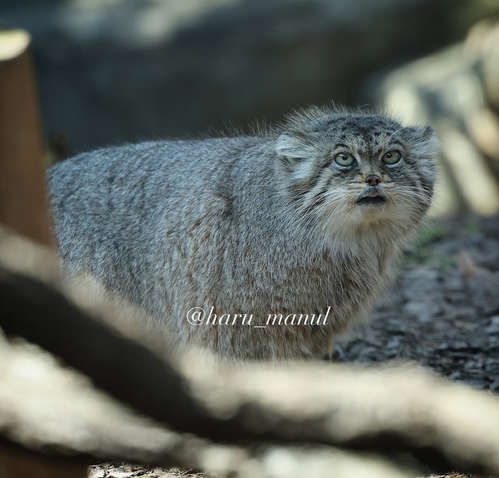 Чего смотришь, неси вкусняшку!