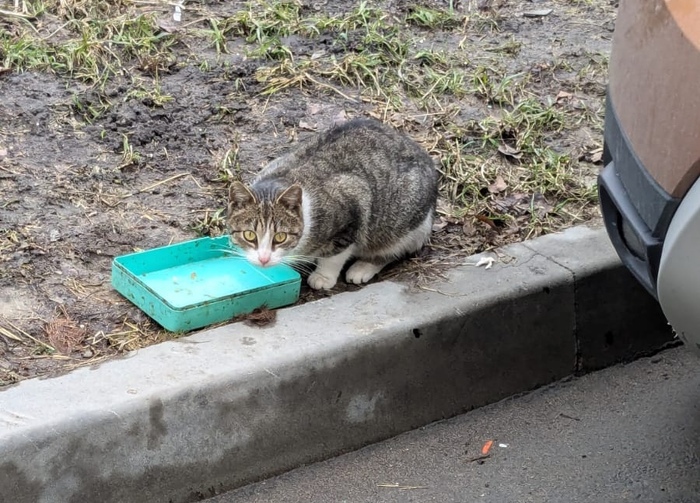 СПб, Фрунзенский р-н. Внимание, домашний хвостик на улице. Вы не потеряли своего друга?