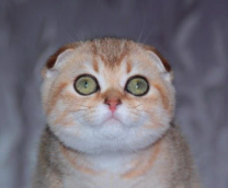 ���� ����������� ��������: ��������� � ���������