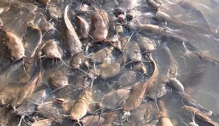 Зачем в 1986 году в пруд-охладитель Чернобыльской АЭС были выпущены сомы, что этим планировалось показать Сом, ЧАЭС, Охладитель, Рыба, Животные, Дикие животные, Чернобыль: Зона отчуждения, Яндекс Дзен, Яндекс Дзен (ссылка), Длиннопост, Пруд