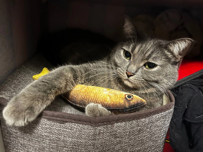 Кошка Алисента стала домашней 19.12.2022 в возрасте 10 месяцев