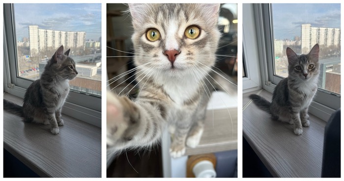 Котенок-девочка Фатсия стала домашней 20.02.2025 в возрасте 3 месяцев