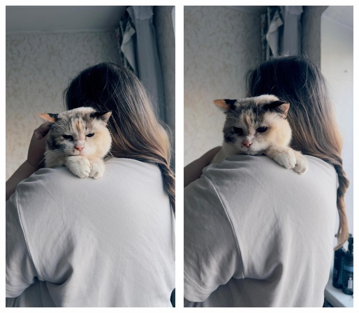 Кошечка Лилуна стала домашней 21.11.2024 в возрасте 17 лет