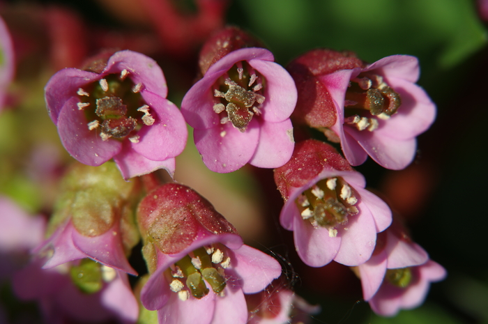 Бадан толстолистный