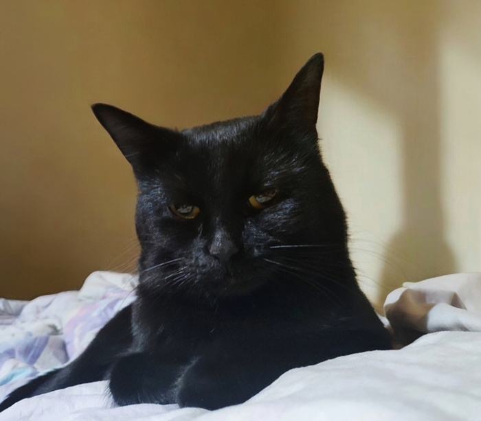 28.03 - День уважение кошки