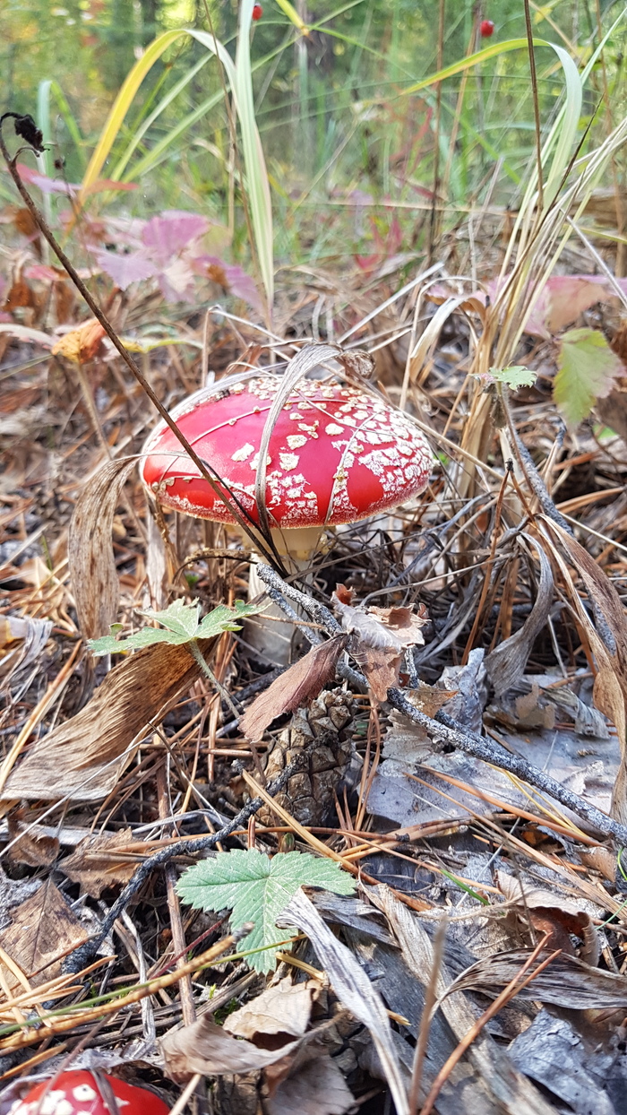 Красивый грибочек