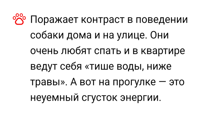 Хорошая порода Прям про меня, Юмор, Породы собак, Длиннопост, Позитив, Собака