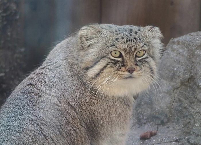 Я чот не понял