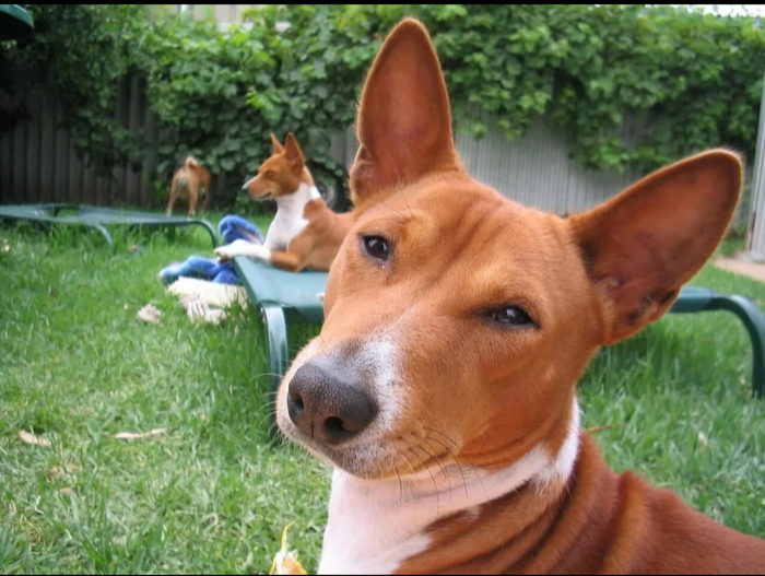 Хорошая порода Прям про меня, Юмор, Породы собак, Длиннопост, Позитив, Собака