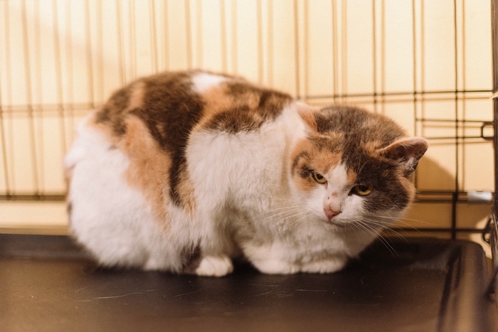 Простой трехцветной кошке просто нужен дом! 1 апреля ее придется вернуть на улицу