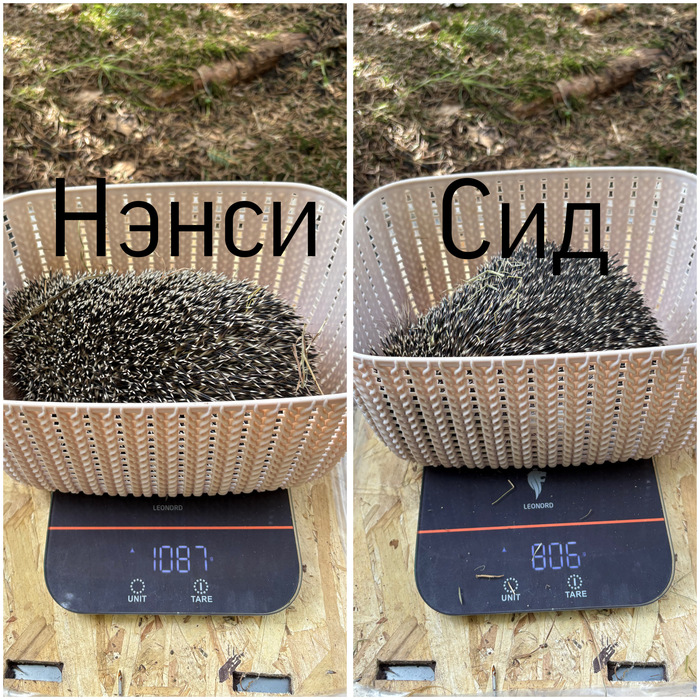 На сегодняшний день