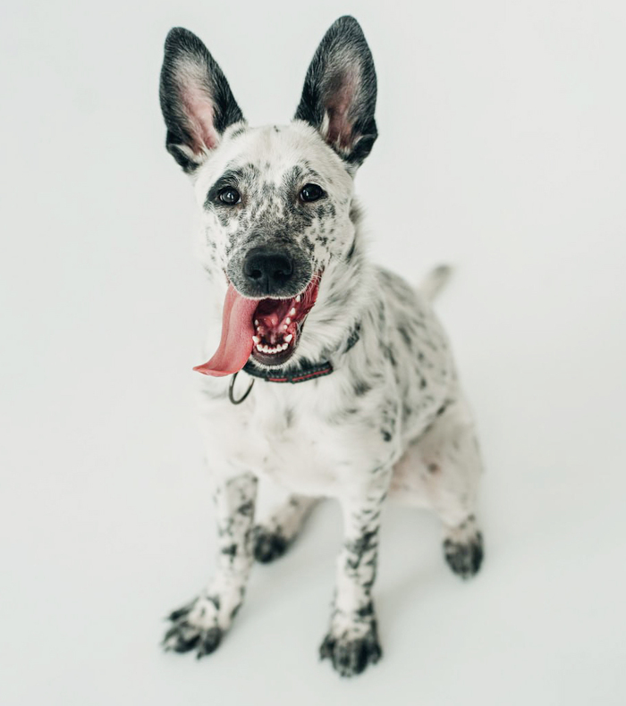 Особенный щенок очень хочет домой!