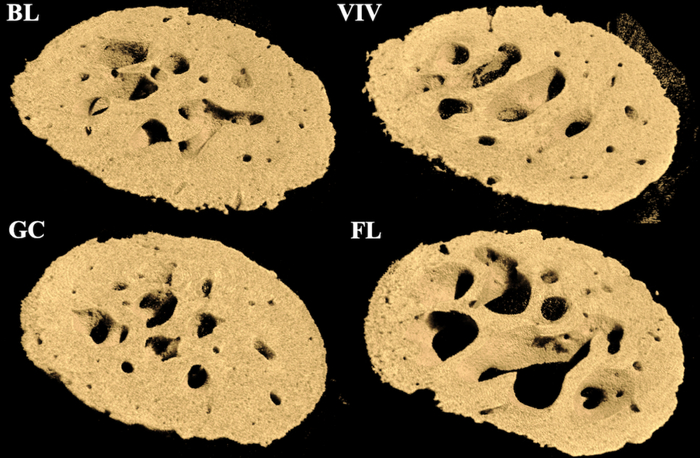 Поперечное сечение головки бедренной кости мышей, сравнение грызунов, проживших на низкой околоземной орбите 37 дней (FL), с грызунами, прожившими на орбите один день (BL), наземными контрольными мышами (GC). VIV — в клетке с ограничением движения.