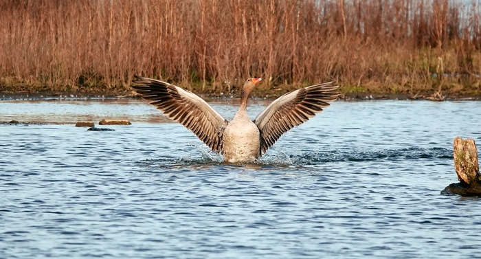 ���������� ����