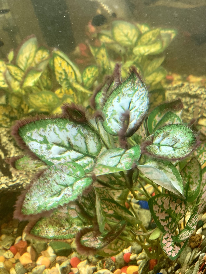 Красная Черная борода