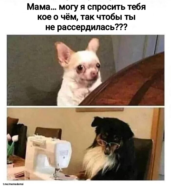   ,   , , , , Telegram ()