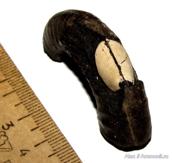 Фото <a href="https://pikabu.ru/story/istoriya_semeystv_ammonitov__aspidoceratidae_chast_5_12564771?u=https%3A%2F%2Fvk.com%2Faway.php%3Fto%3Dhttps%253A%252F%252Fwww.ammonit.ru%252Ffoto%252F29587.htm%26cc_key%3D&t=%D0%90%D0%BF%D1%82%D0%B8%D1%85%D0%B8%20%D0%B0%D0%BC%D0%BC%D0%BE%D0%BD%D0%B8%D1%82%D0%B0%20Mirosphinctes&h=f8b8b741c7f98af057e0f63fb7396cc8a88f8385" title="https://vk.com/away.php?to=https%3A%2F%2Fwww.ammonit.ru%2Ffoto%2F29587.htm&cc_key=" target="_blank" rel="nofollow noopener">Аптихи аммонита Mirosphinctes</a>, автор <a href="https://pikabu.ru/story/istoriya_semeystv_ammonitov__aspidoceratidae_chast_5_12564771?u=https%3A%2F%2Fvk.com%2Faway.php%3Fto%3Dhttps%253A%252F%252Fwww.ammonit.ru%252Fuser%252FAlex.htm%26cc_key%3D&t=Alex&h=4b9b63723246150f3fa0f6057b7829dd076915b7" title="https://vk.com/away.php?to=https%3A%2F%2Fwww.ammonit.ru%2Fuser%2FAlex.htm&cc_key=" target="_blank" rel="nofollow noopener">Alex</a>