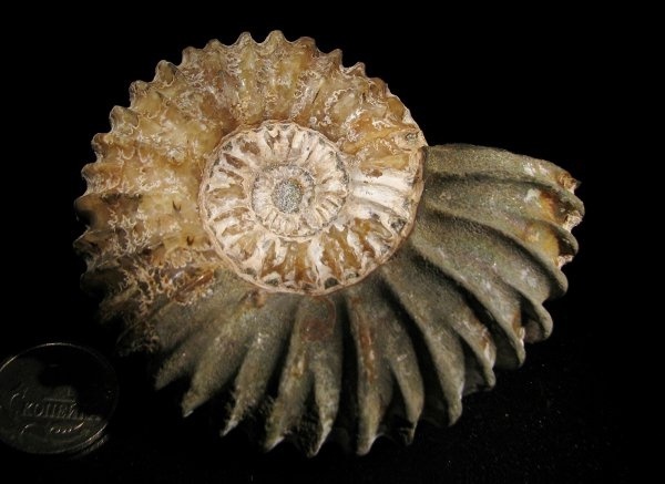 Фото <a href="https://pikabu.ru/story/istoriya_semeystv_ammonitov_deshayesitidae_i_parahoplitidae_chast_4_12564732?u=https%3A%2F%2Fwww.ammonit.ru%2Ffoto%2F6065.htm&t=Colombiceras&h=1f2cf18fd707b8bf5eadec3d5af74e50b0640bc0" title="https://www.ammonit.ru/foto/6065.htm" target="_blank" rel="nofollow noopener">Colombiceras</a>, автор <a href="https://pikabu.ru/story/istoriya_semeystv_ammonitov_deshayesitidae_i_parahoplitidae_chast_4_12564732?u=https%3A%2F%2Fwww.ammonit.ru%2Fuser%2FKach.htm&t=Kach&h=43362b2541bf1bbc227764b6cc367e9582990e49" title="https://www.ammonit.ru/user/Kach.htm" target="_blank" rel="nofollow noopener">Kach</a>