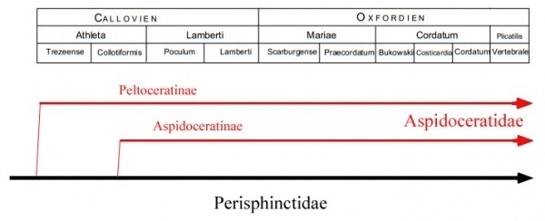    - Aspidoceratidae.  5 , , , , ,  ,  (), 