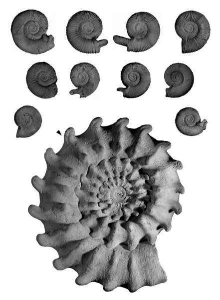 Микроконхи и макроконх Peltoceras marysae.
