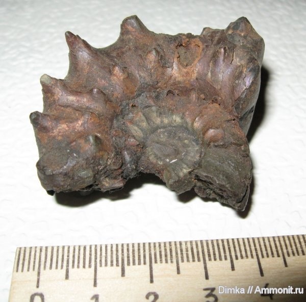 Фото <a href="https://pikabu.ru/story/istoriya_semeystv_ammonitov__aspidoceratidae_chast_5_12564771?u=https%3A%2F%2Fvk.com%2Faway.php%3Fto%3Dhttps%253A%252F%252Fwww.ammonit.ru%252Ffoto%252F460.htm%26cc_key%3D&t=Euaspidoceras%20perarmatum&h=ec220ba9230bc1d1d1c6bcb134a7b7b2d547005b" title="https://vk.com/away.php?to=https%3A%2F%2Fwww.ammonit.ru%2Ffoto%2F460.htm&cc_key=" target="_blank" rel="nofollow noopener">Euaspidoceras perarmatum</a>, автор <a href="https://pikabu.ru/story/istoriya_semeystv_ammonitov__aspidoceratidae_chast_5_12564771?u=https%3A%2F%2Fvk.com%2Faway.php%3Fto%3Dhttps%253A%252F%252Fwww.ammonit.ru%252Fuser%252FDimka.htm%26cc_key%3D&t=Dimka&h=f907a3b019c8547db97c53c35f99824257055fd9" title="https://vk.com/away.php?to=https%3A%2F%2Fwww.ammonit.ru%2Fuser%2FDimka.htm&cc_key=" target="_blank" rel="nofollow noopener">Dimka</a>