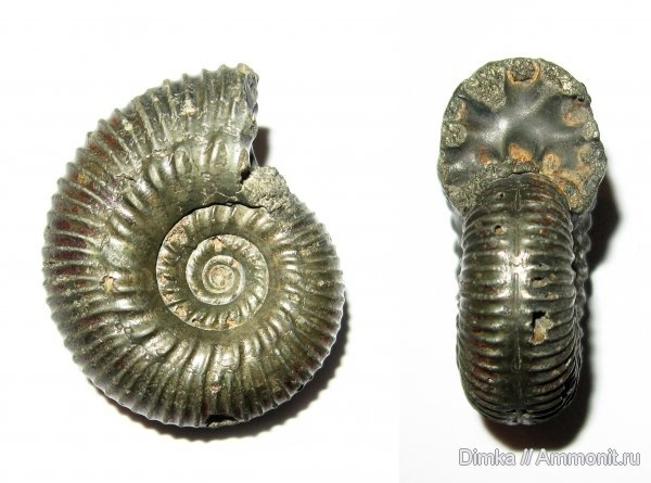  <a href="https://pikabu.ru/story/istoriya_ammonitov_aulacostephanidae_chast_3_12564689?u=https%3A%2F%2Fwww.ammonit.ru%2Ffoto%2F5913.htm&t=Zenostephanus&h=644f82e5b33a3f41c2c37e28768a1f38d0c44750" title="https://www.ammonit.ru/foto/5913.htm" target="_blank" rel="nofollow noopener">Zenostephanus</a>,  <a href="https://pikabu.ru/story/istoriya_ammonitov_aulacostephanidae_chast_3_12564689?u=https%3A%2F%2Fwww.ammonit.ru%2Fuser%2FDimka.htm&t=Dimka&h=5989a9f2b2451f747d51520e670e7407cdf002eb" title="https://www.ammonit.ru/user/Dimka.htm" target="_blank" rel="nofollow noopener">Dimka</a>