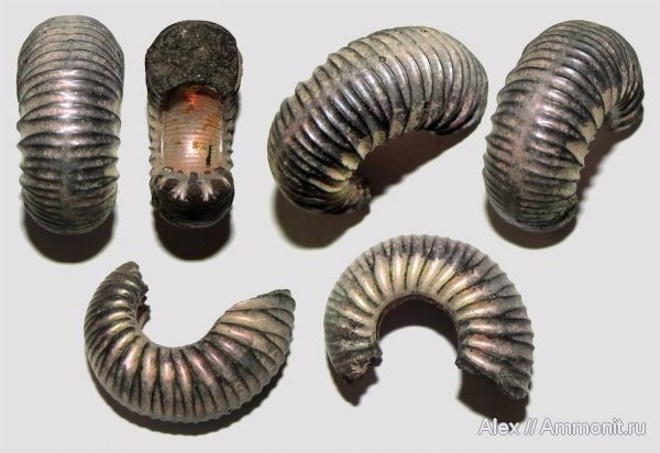  <a href="https://pikabu.ru/story/istoriya_ammonitov_aulacostephanidae_chast_3_12564689?u=https%3A%2F%2Fwww.ammonit.ru%2Ffoto%2F9508.htm&t=%D0%90%D0%BC%D0%BC%D0%BE%D0%BD%D0%B8%D1%82%20Microbiplites%20%D0%B8%D0%BB%D0%B8%20Prorasenia&h=fa4e98a185fc362df0094b8bc70f73cc02cf5894" title="https://www.ammonit.ru/foto/9508.htm" target="_blank" rel="nofollow noopener"> Microbiplites  Prorasenia</a>,  <a href="https://pikabu.ru/story/istoriya_ammonitov_aulacostephanidae_chast_3_12564689?u=https%3A%2F%2Fwww.ammonit.ru%2Fuser%2FAlex.htm&t=Alex&h=b599f594f7929ac2a1c09bda1a819ba2bb57594b" title="https://www.ammonit.ru/user/Alex.htm" target="_blank" rel="nofollow noopener">Alex</a>