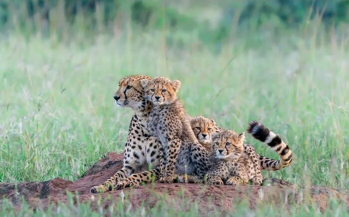 Охраняют маму