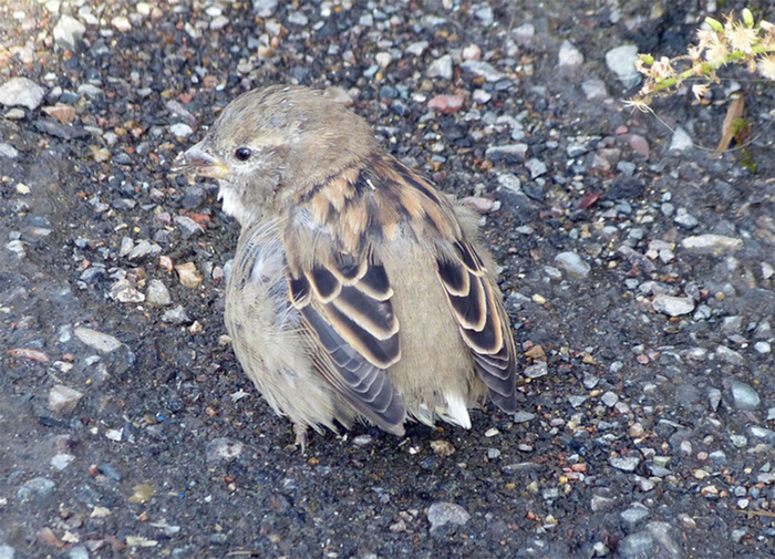    .      ,    (    ,      ,   ).