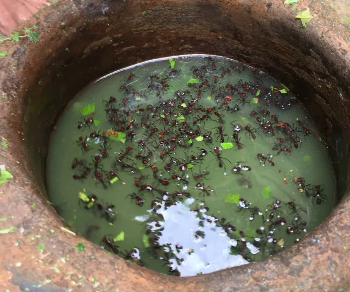 Сначала муравьев вымачивают в растворе…