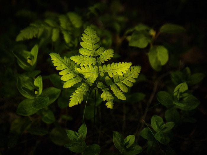 папоротник голокучник