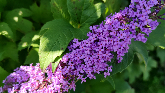 ������� ������ (Buddleja davidii)