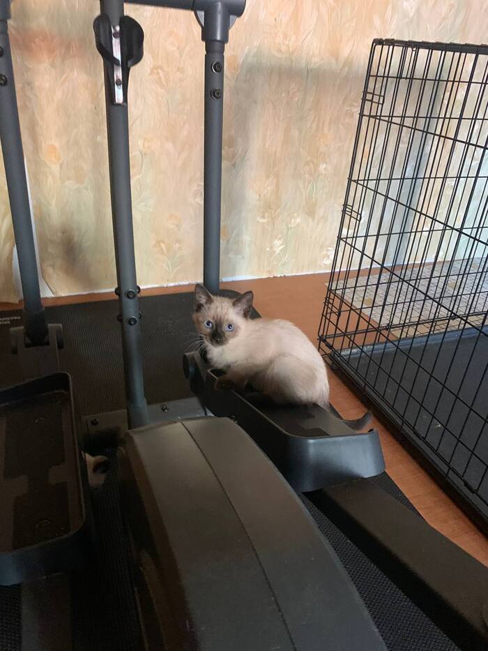 Тренируют лапки, чтобы быстрее улепётывать, когда их попытаются поймать, чтобы назад в клеточку посадить