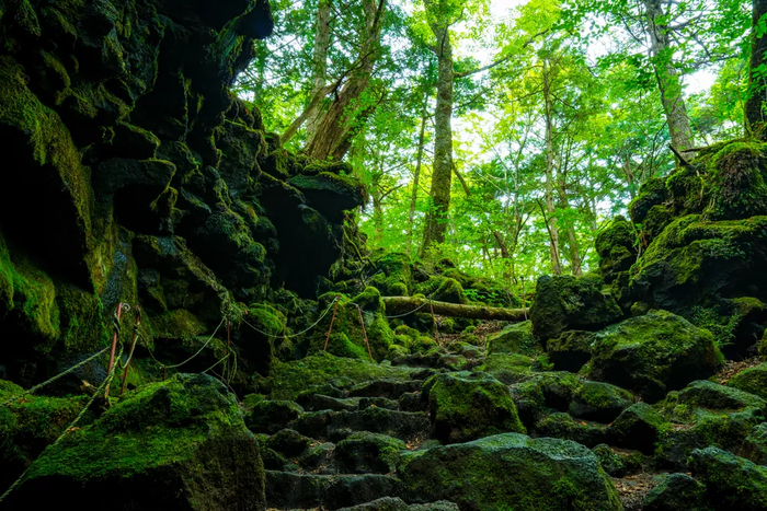 Подошва Фудзи укрыта густой растительностью